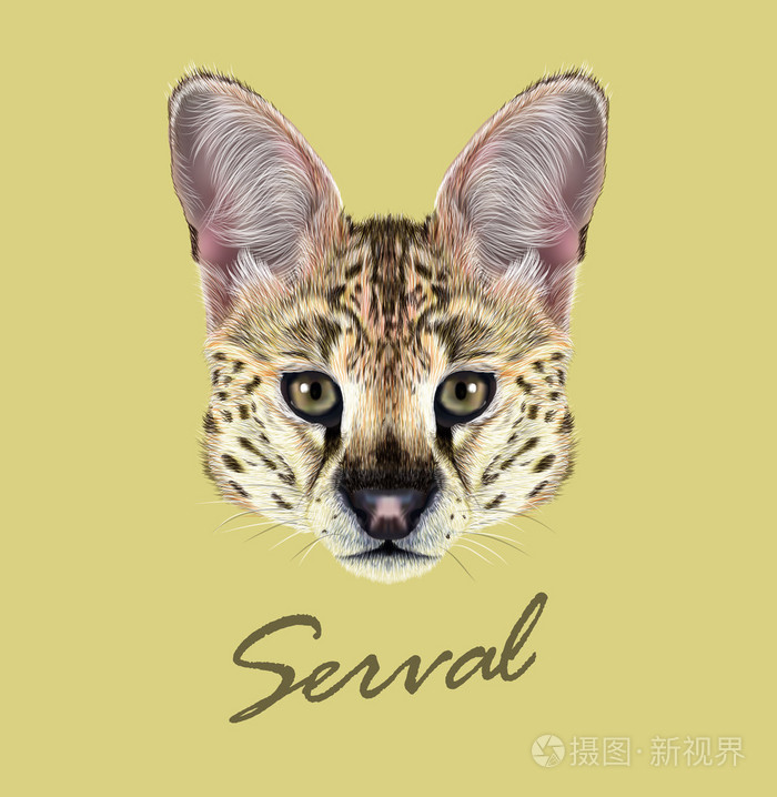 薮猫的矢量插图的肖像