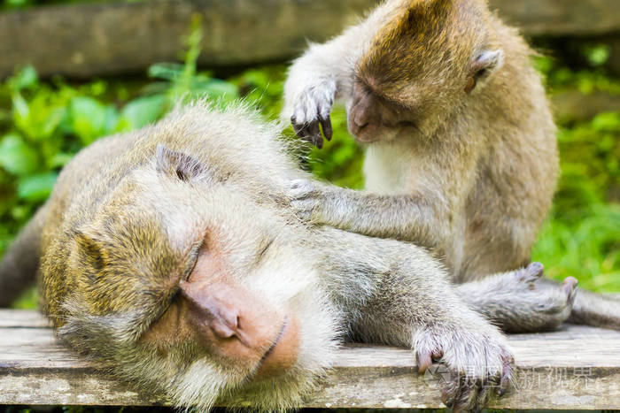 猴子睡觉姿势图片