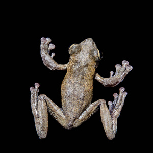 安南飞蛙, 树蛙 annamensis, 黑色照片