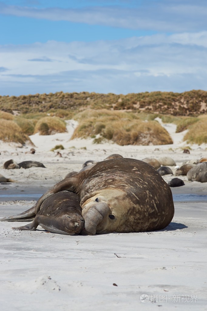 象海豹交配