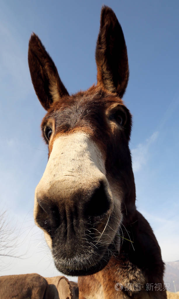 长耳朵的棕色驴用鱼眼镜头拍照
