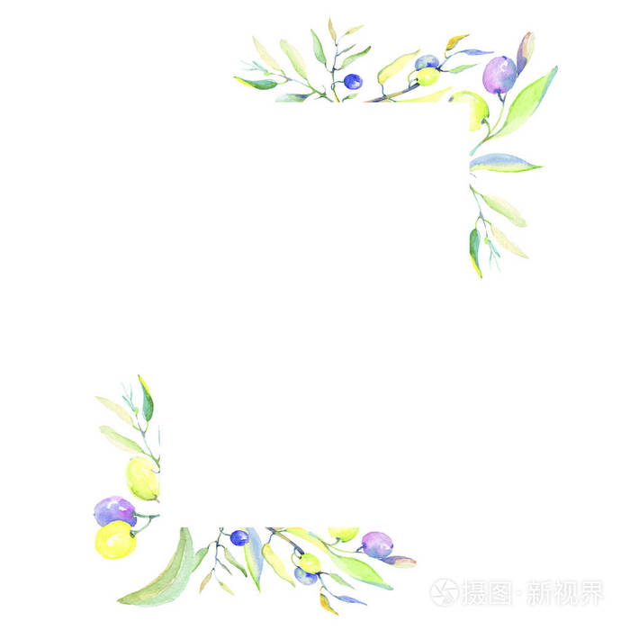 橄榄色的树枝在水彩风格.框边框装饰广场.植物的全名: 橄榄树的树枝.