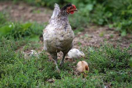 自然环境农村场景中饲养的母鸡小鸡