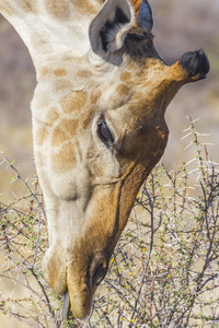 长颈鹿在埃托沙 N.P.，纳米比亚