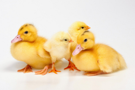 好鸭鸡和鸭,白色背景上照片