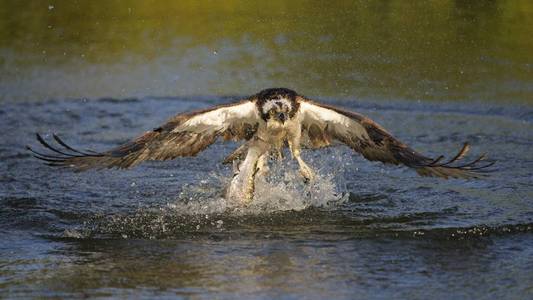 鱼鹰捕食者鹰鸟从河水中猎鱼