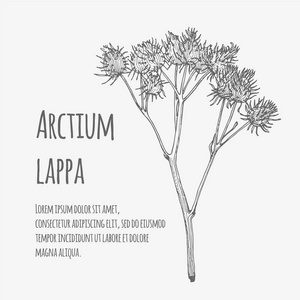 牛蒡子在纳米比亚的沃尔维斯湾湾泻湖, 更大的火烈鸟头部下垂手绘矢量