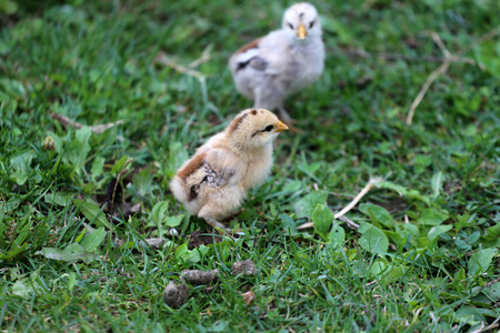 新出生的小鸡自然环境农村现场图片