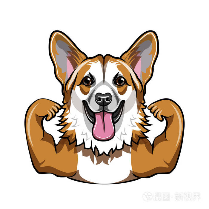 可爱的威尔士科吉肌肉运动犬健美运动员科吉肖像向量