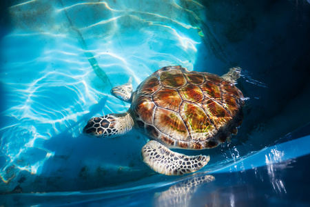 成年海龟在海龟保育研究 P 的游泳池里游泳
