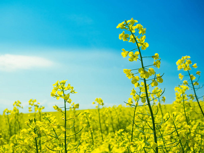 单花序近端油菜田