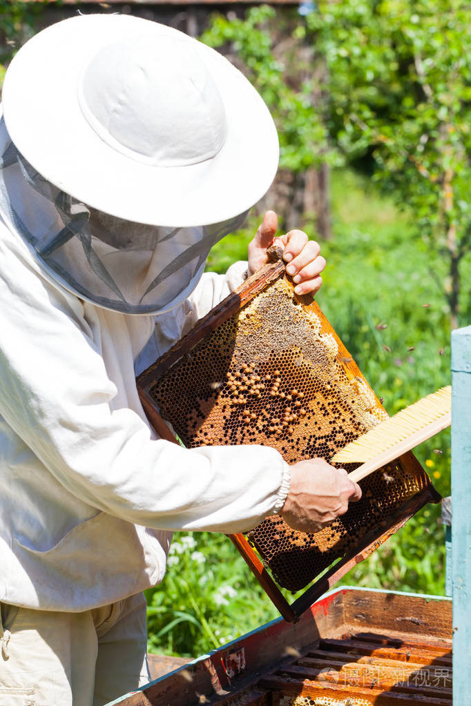 养蜂与保护面具举行蜂窝充满蜜蜂和蜂蜜户外
