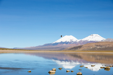 火烈鸟飞与白雪皑皑的火山 Parinacota 和最大熵原理