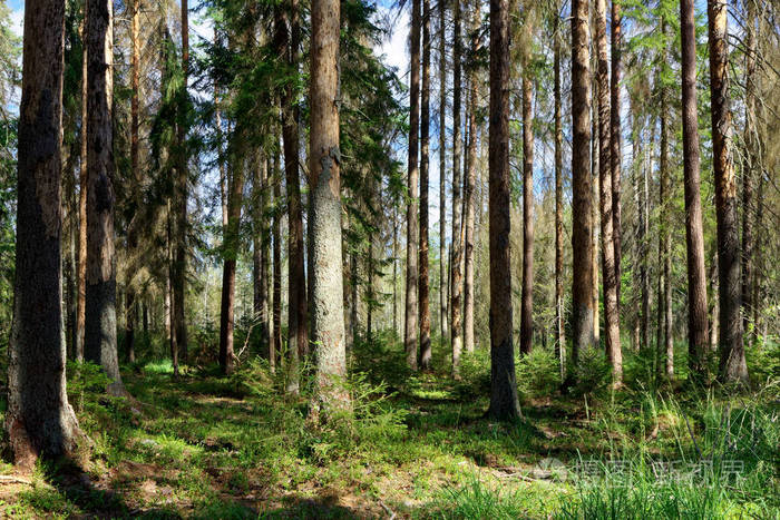 夏季清晨的松树和云杉树bialowieza森林波兰欧洲的老针叶林