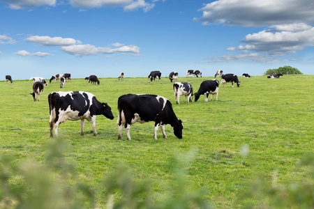 在一片绿色的草地上完美农场奶牛