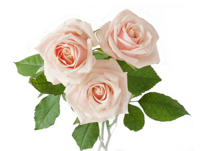 干月季月季花束孤立在白色的背景照片