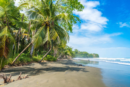 海滩 Negra 海滩在 Cahuita, 利蒙哥斯达黎加热带和天堂海滩在加勒比海岸