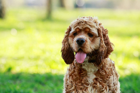 美国可卡犬的犬种