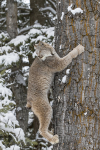 山猫在雪中