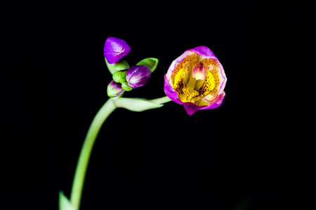 黑色背景上的兰花花