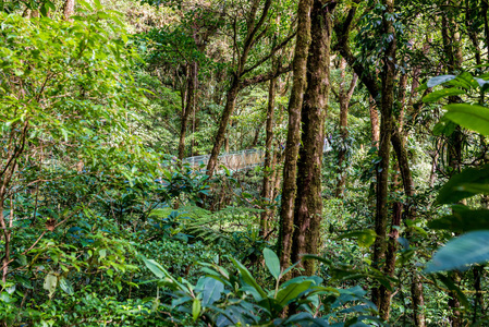 Cloudforest, 蒙特韦德, 哥斯达黎加的看法