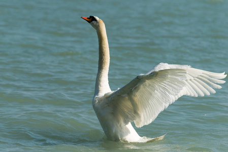 白天鹅的翅膀图片-白天鹅的翅膀素材-白天鹅的翅膀插画-摄图新视界