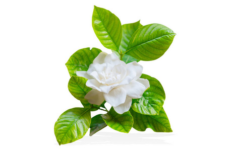 茉莉花或栀子花白色的亚洲热带白色花朵照片