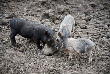 小脏猪在畜栏里玩耍照片