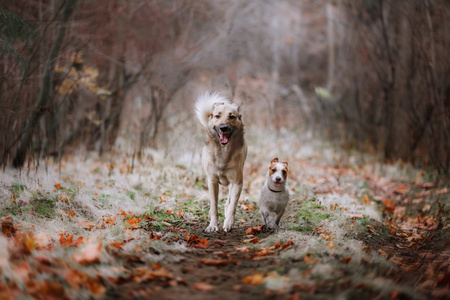 杰克罗素梗犬犬种和混合的品种的狗散步