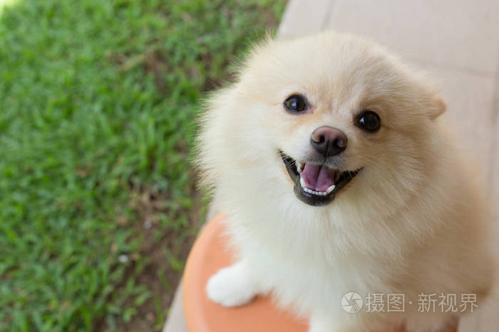 白色的小狗博美犬狗可爱宠物微笑是幸福的花园里照片 正版商用图片0odpo1 摄图新视界 白色的小狗博美犬狗可爱宠物微笑是幸福的花园里照片 正版商用图片0odpo1 摄图新视界
