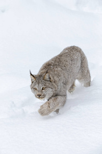 山猫在雪中