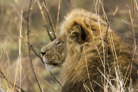 狮子在克鲁格国家公园