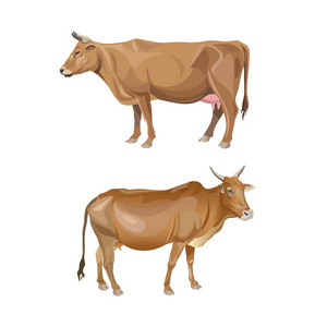 牛侧面图片