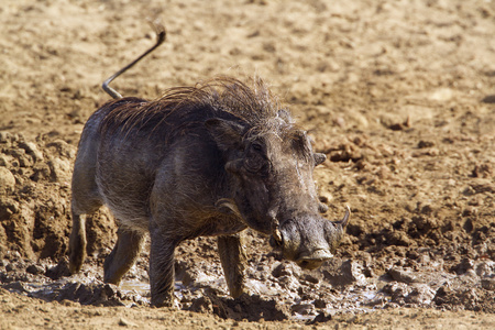 常见的疣猪在克鲁格国家公园