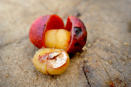 收水果把新鲜的生咖啡豆收起来照片