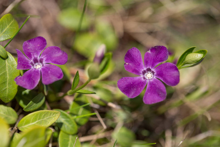 Vinca 小长春, 矮长春, 小长春, 共同长春是原产于中欧和南欧的一种开花植物。