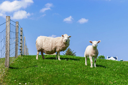 苏格兰羊羔放牧在绿色草甸在天空背景