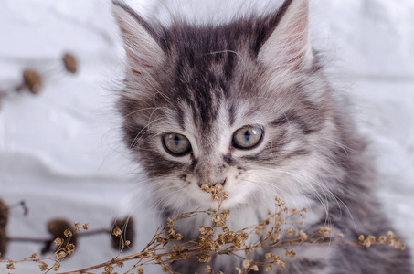 在白色背景上的小猫