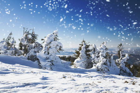 冬季景观与雪杉树