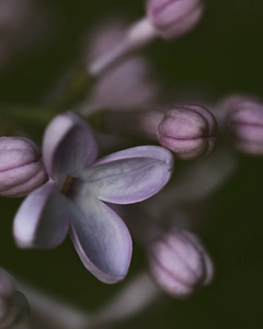 朵淡紫色的小花的宏