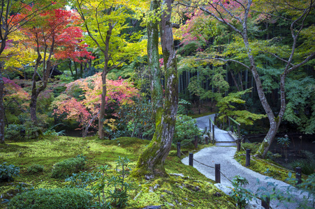 日本红枫树在秋天期间在 Enkoji 寺，在日本京都花园