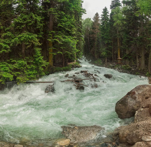 一条湍急的河流, 清水倾泻在岩石和急流中, 四周环绕着绿色针叶林。