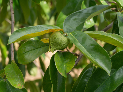 Soursop 水果树上