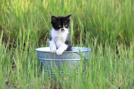 小猫在户外在绿色的草丛在阳光明媚的一天