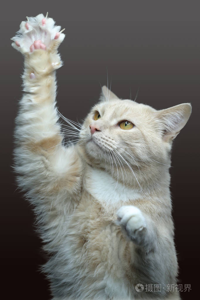 猫小猫红猫白色背景的猫挥舞着他的爪子邪恶的猫猫与黄色的眼睛