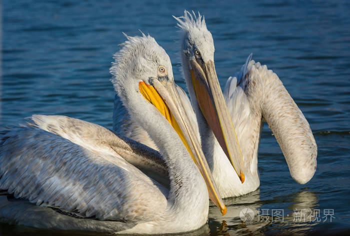 在希腊湖凯尔基尼日出时开枪的达尔马提亚鹈鹕 (国鸟基)