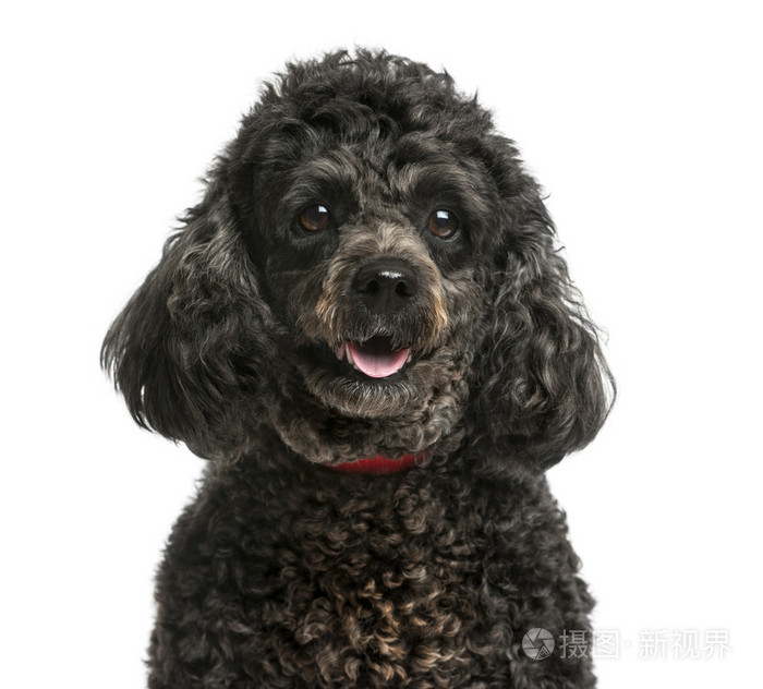 一只狮子狗在白色背景前的特写镜头