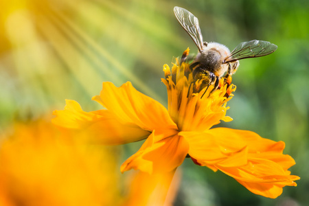 蜜蜂采集花粉和花蜜从宇宙花