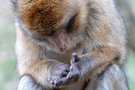 巴巴里猿或 magot (猕猴西尔瓦努斯·塞耶) 是淡黄棕色到灰色猴子与深