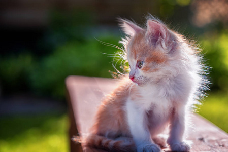 小姜小猫坐在长凳上的户外, 看着身边的复制空间